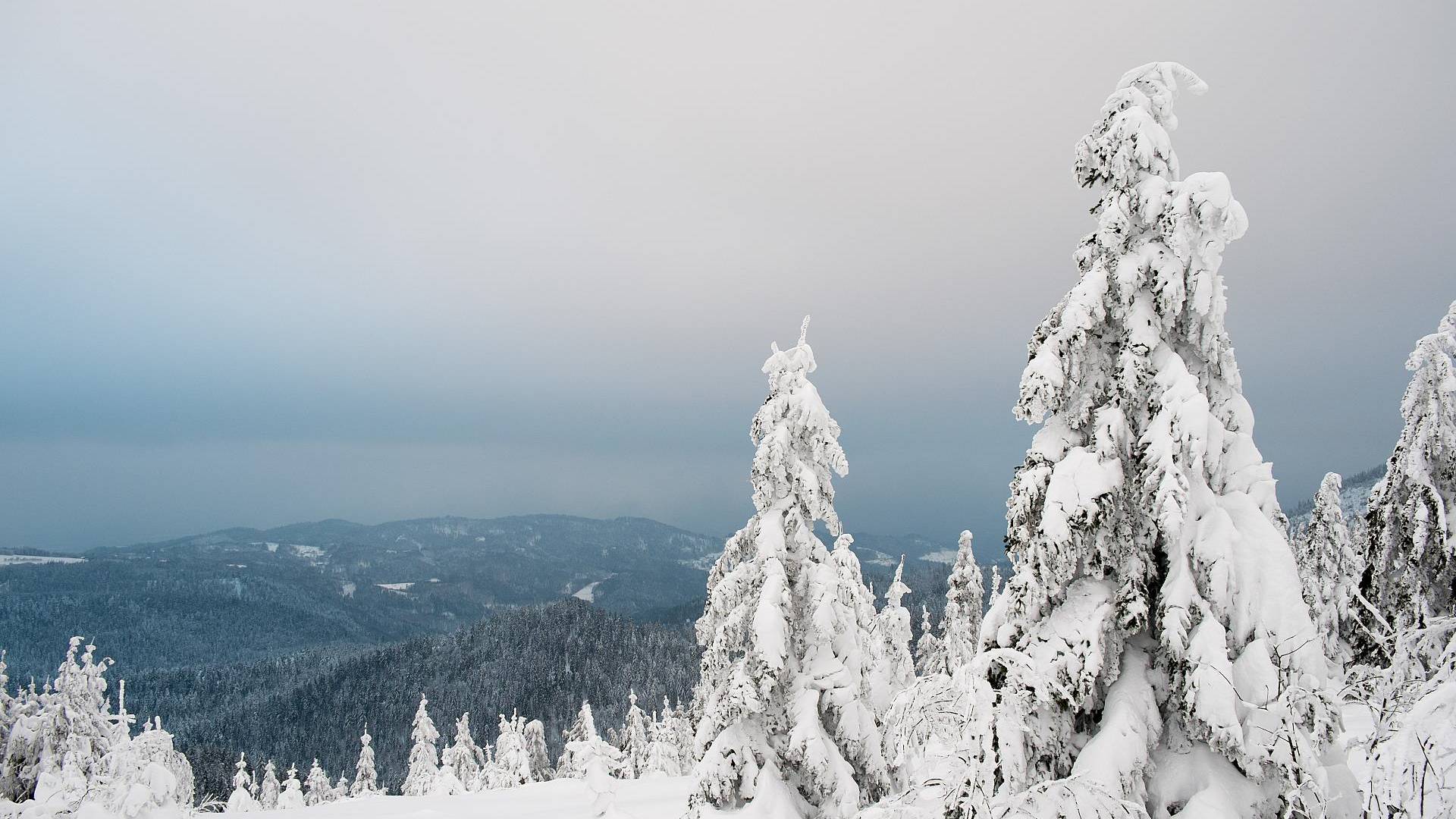 Eingeschneiter Schwarzwald mit Schnee auf Tannen