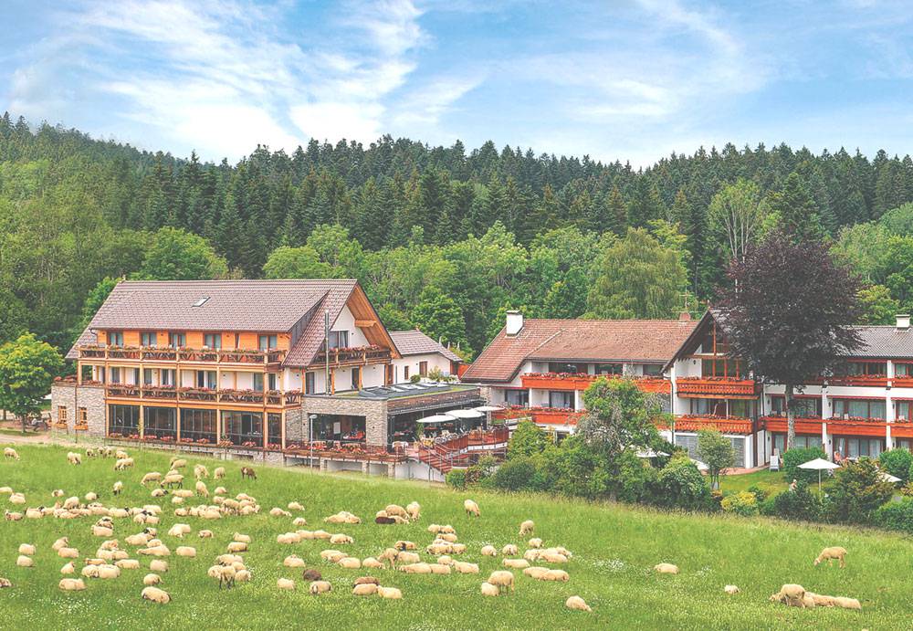Schafe auf Wiese Hotel Grüner Wald 