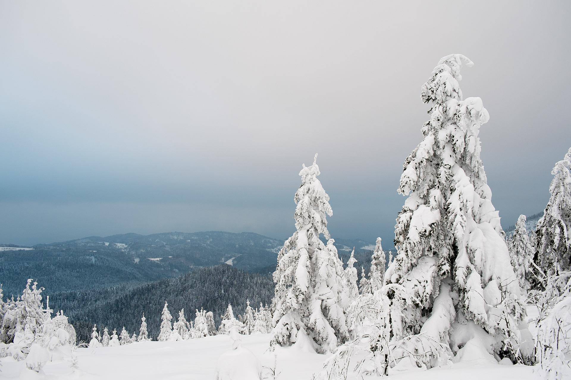 Schneeschuhwanderung bei Freudenstadt im Schwarzwald