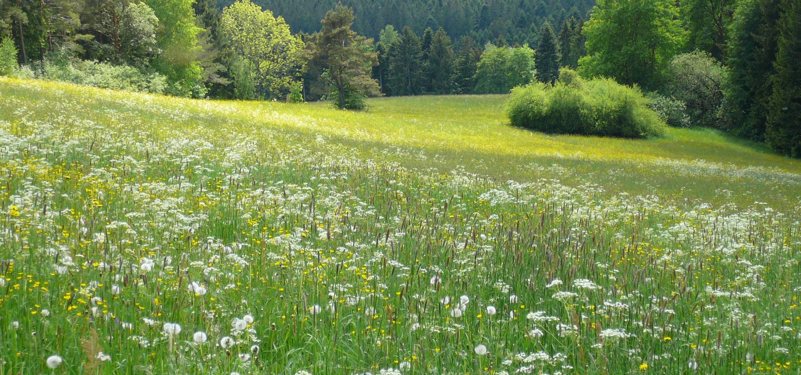 Wilde Blumenwiese im Schwarzwald