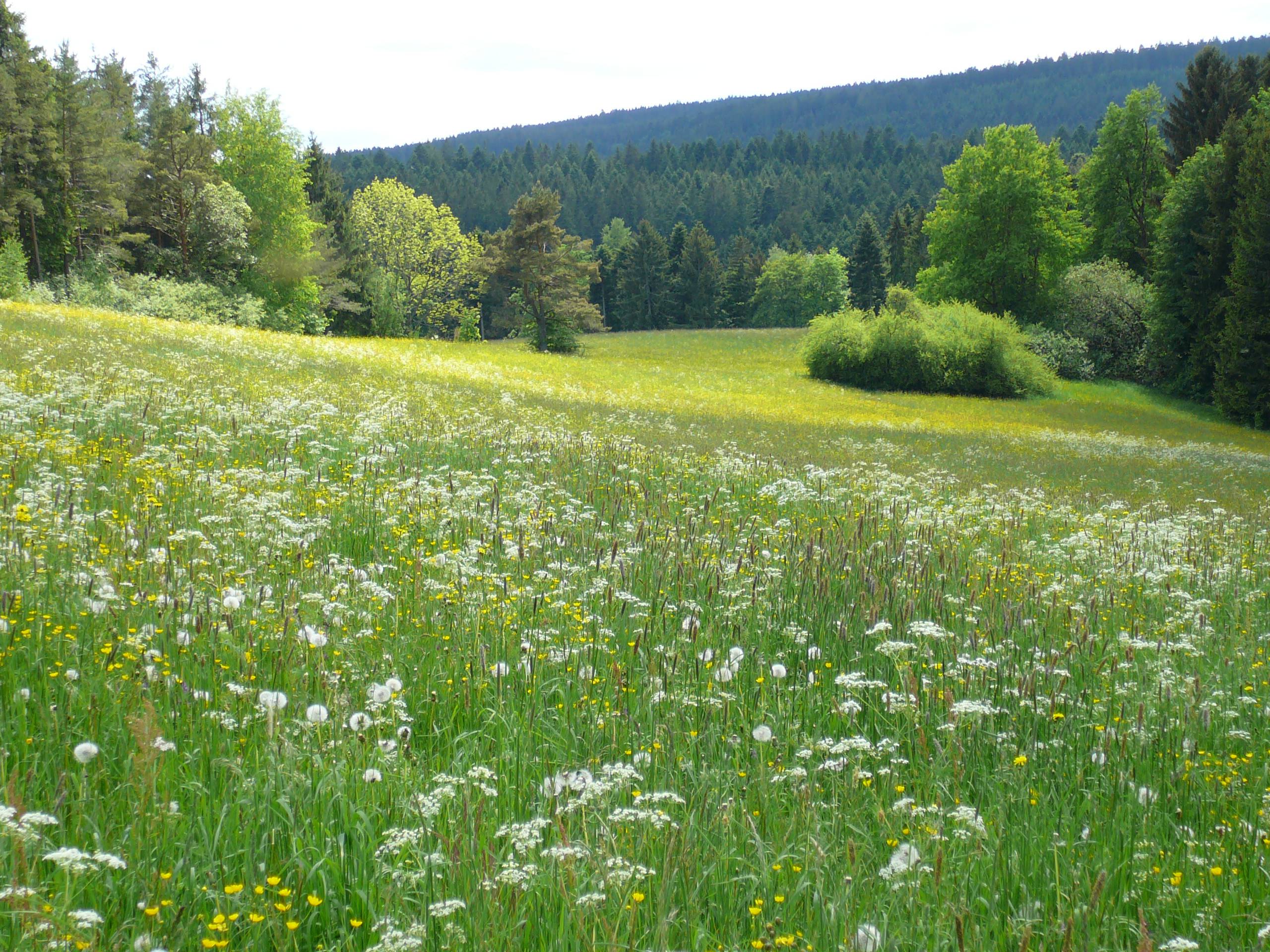 Wilde Blumenwiese im Schwarzwald