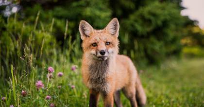 Fuchs am Waldrand