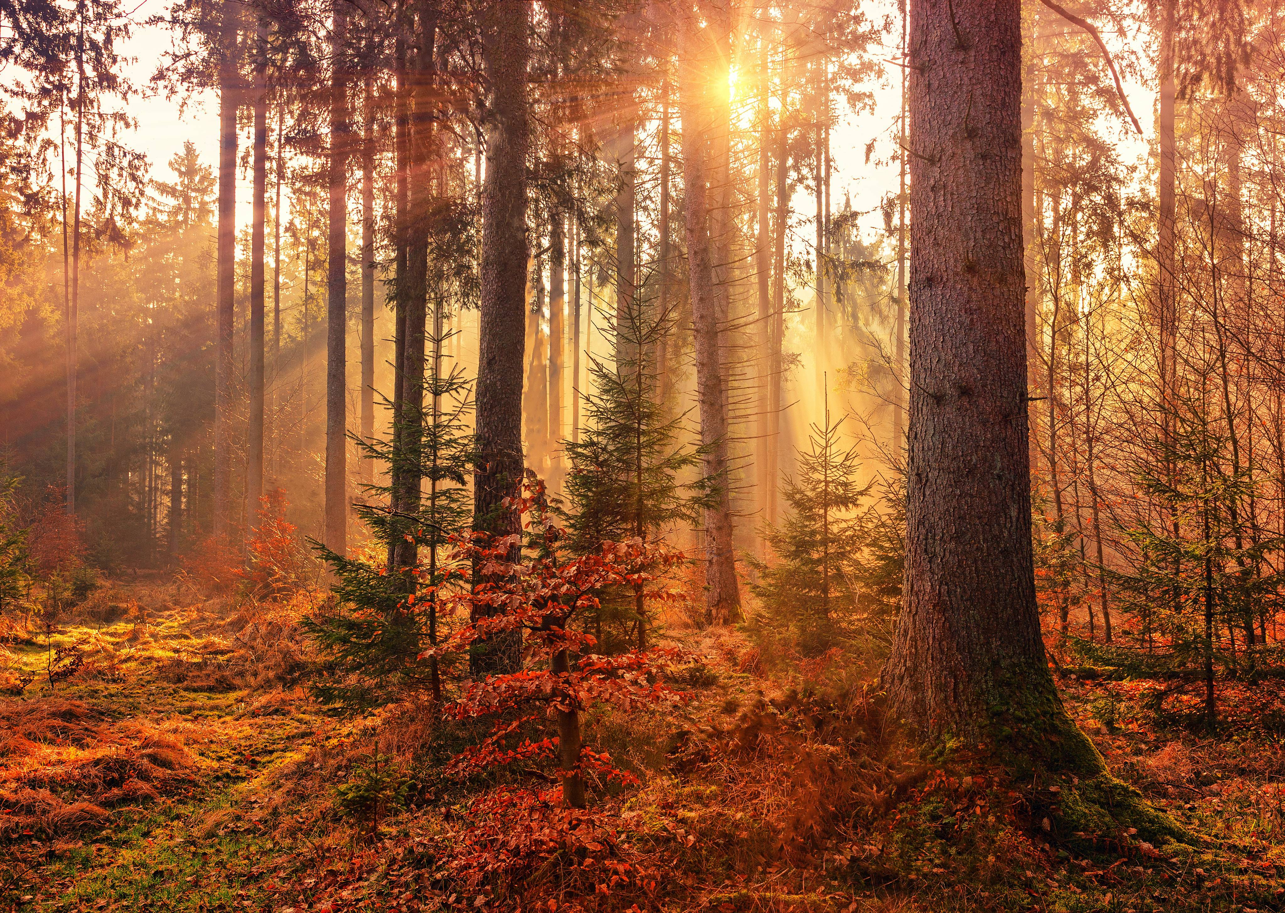Ankommen in purer *Natur* - Hotel Grüner Wald