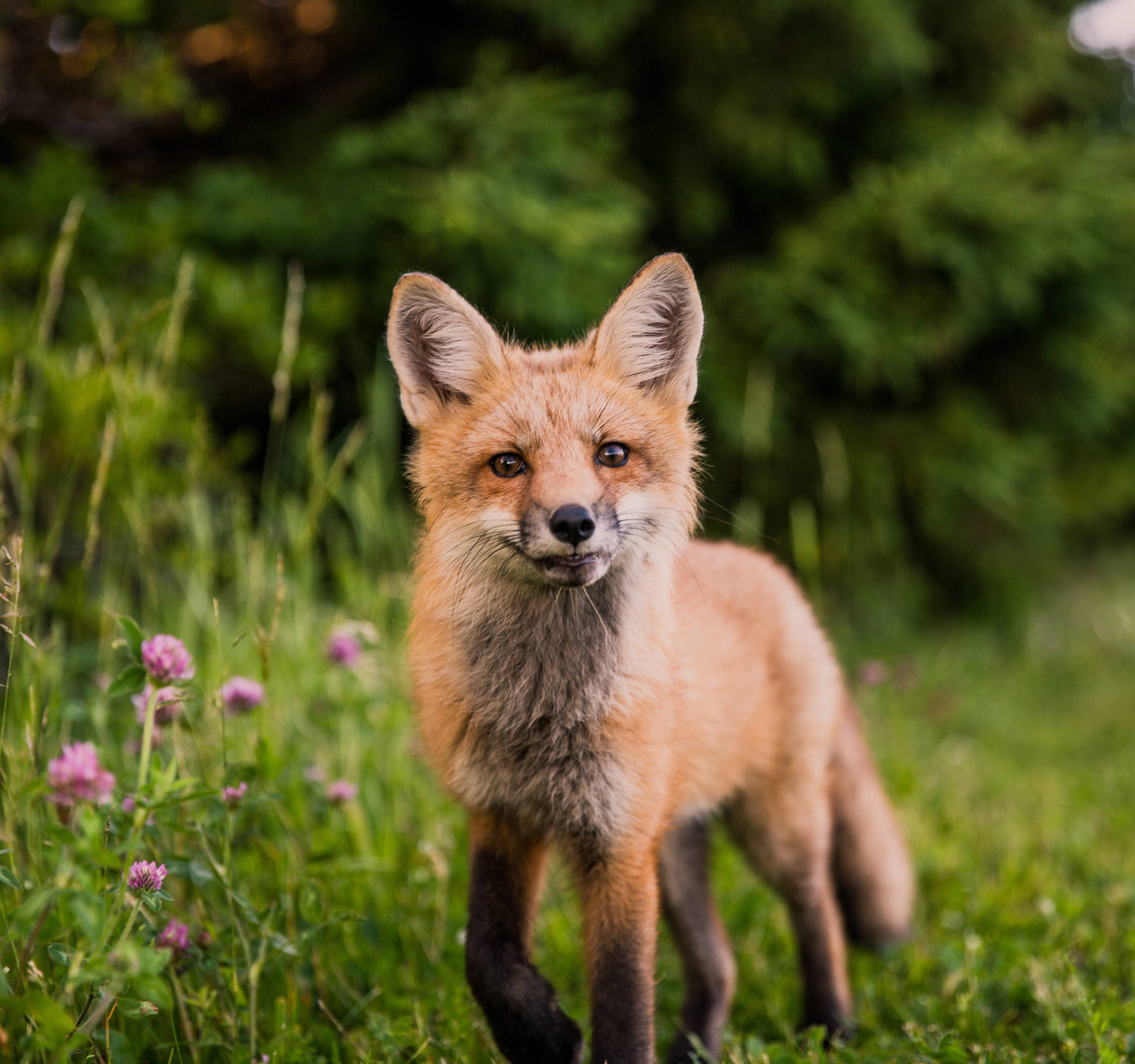 Fuchs am Waldrand