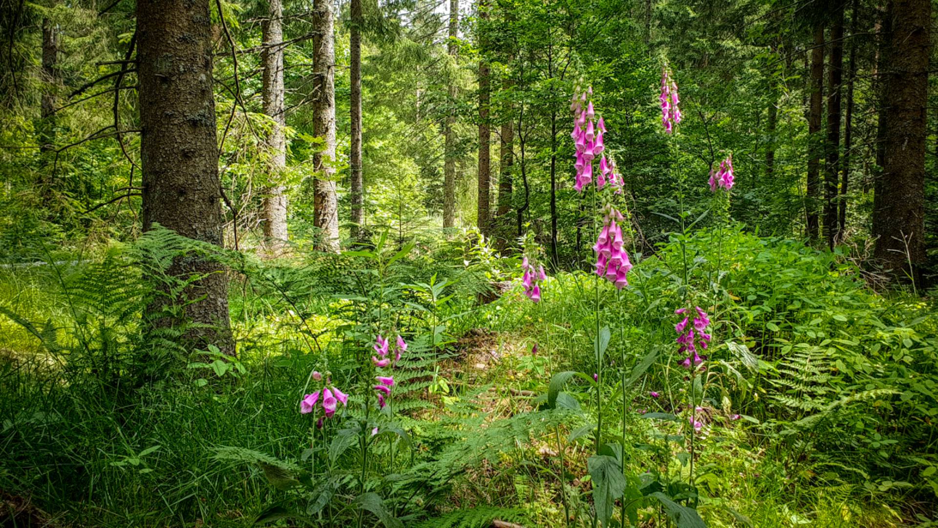 Wald mit Farn und Blumen