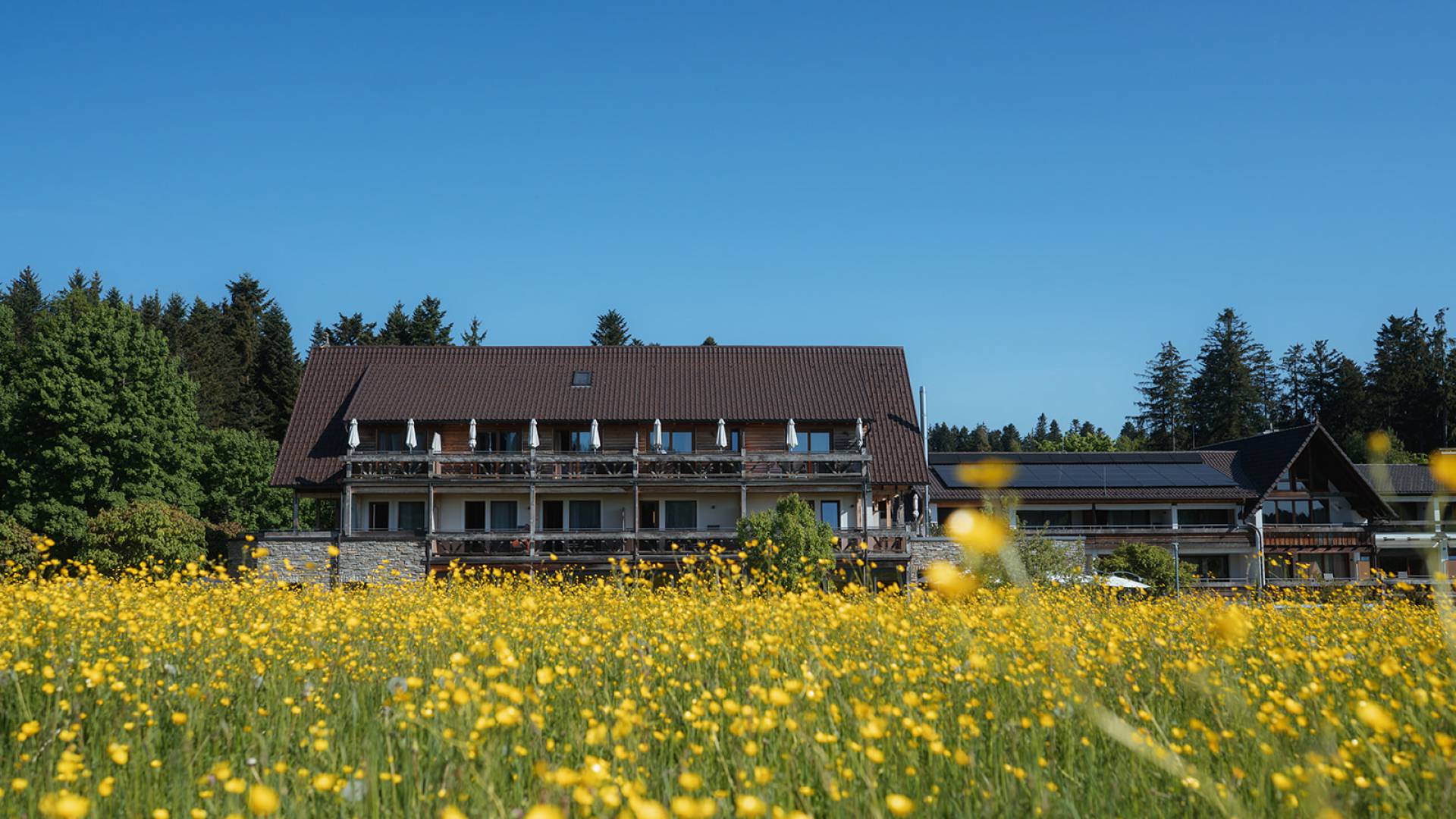Gelbe Blumenwiese vor dem Hotel Grüner Wald Freudenstadt Lauterbad