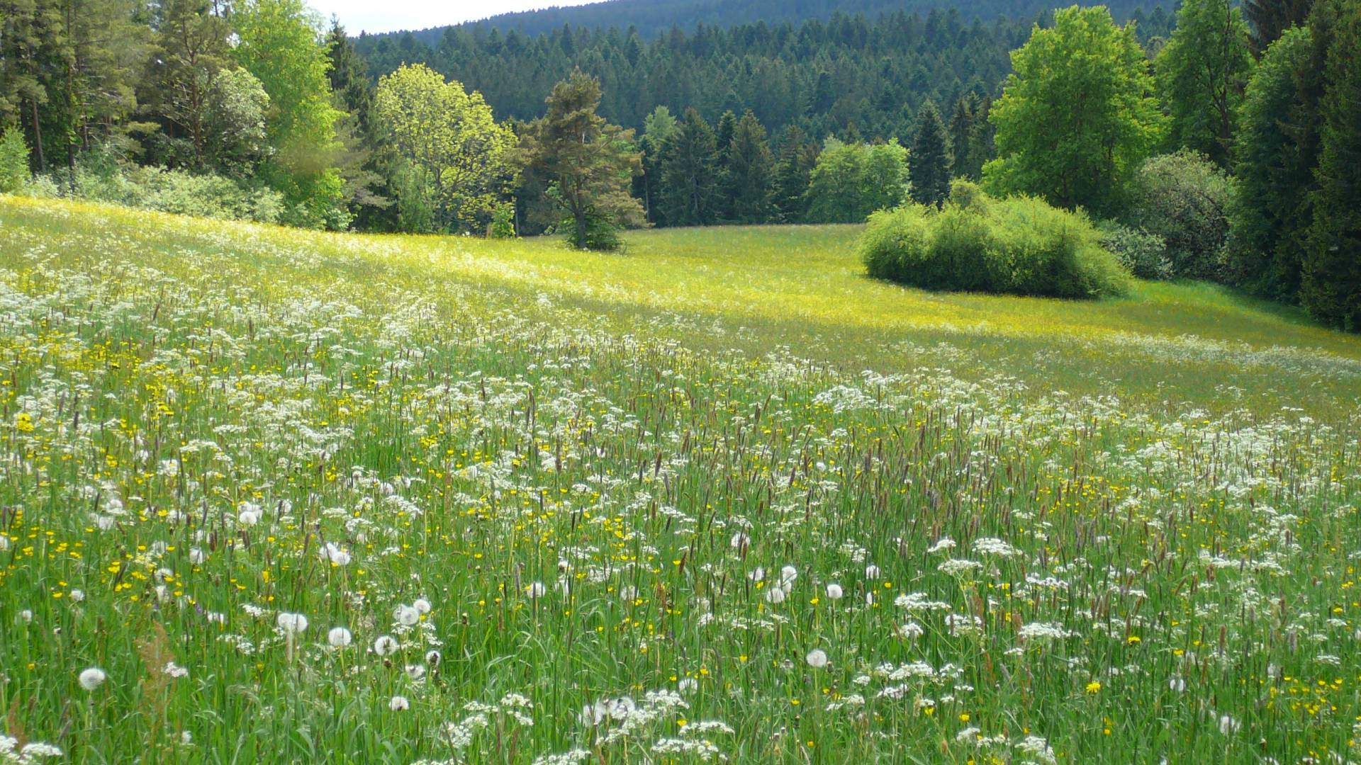 Sommerwiese im Schwarzwald bei Freudenstadt