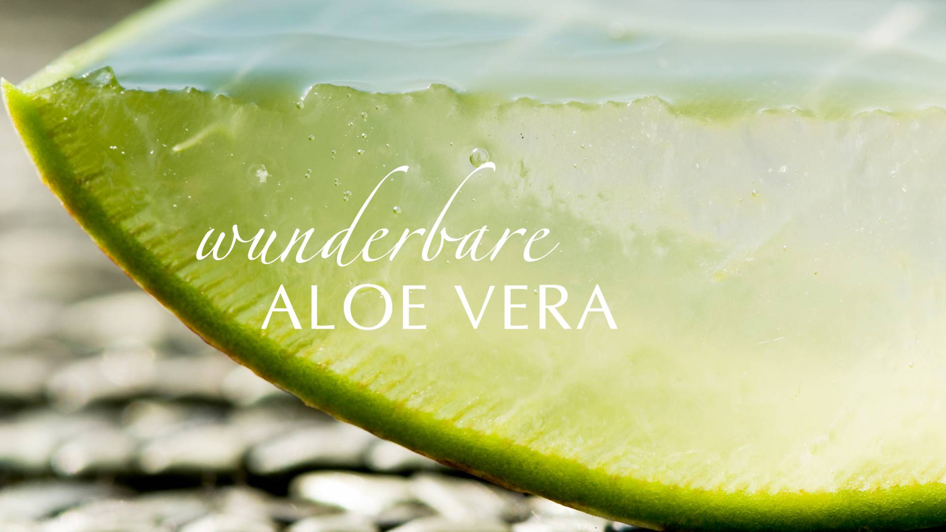 Aloe Vera Anwendungen im Wellnessurlaub