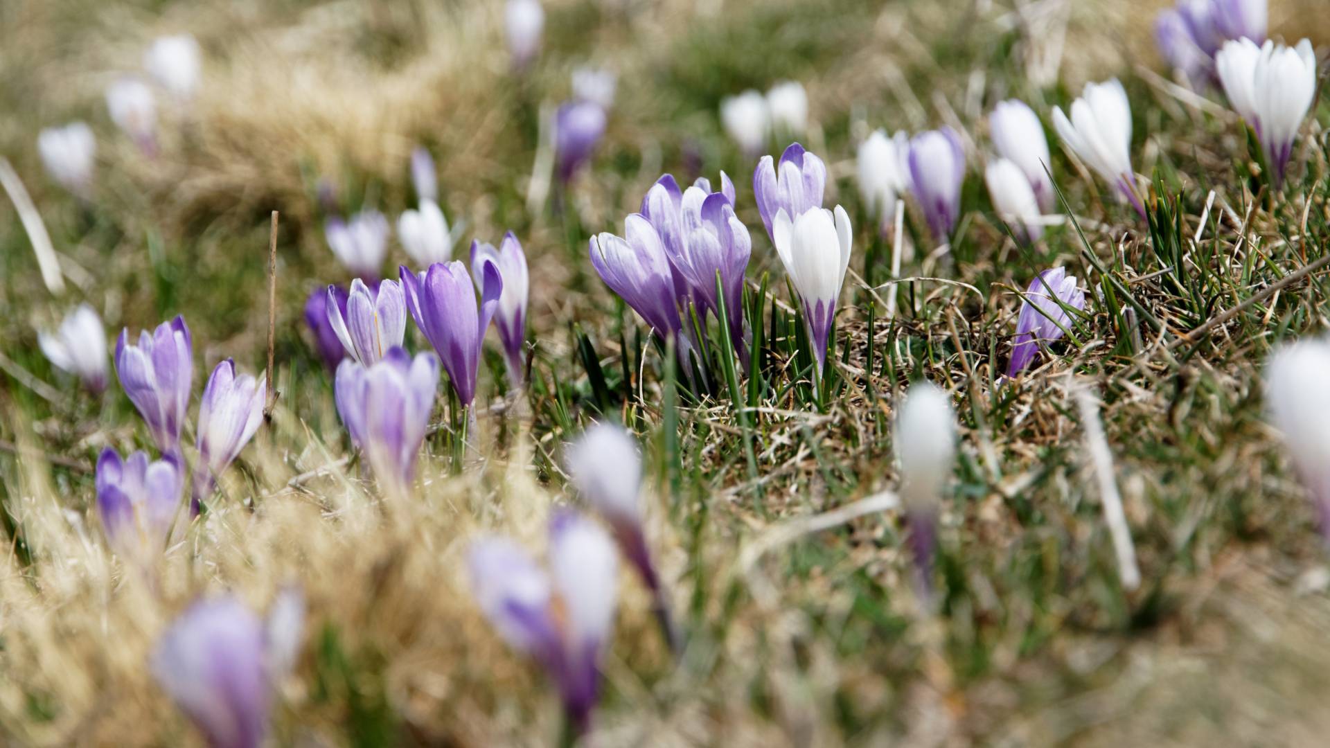 Lila Krokusse auf einer Wiese
