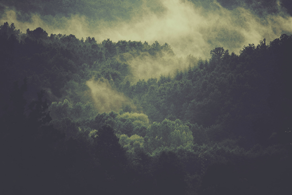 Schwarzwald im Nebel